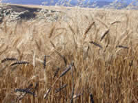 Sun 09 - Scorched Wheat.